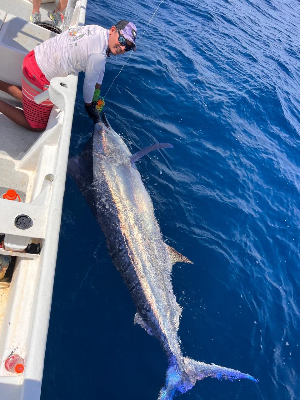 Marlín azul en pesca deportiva desde Cambutal, Los Santos, Panamá