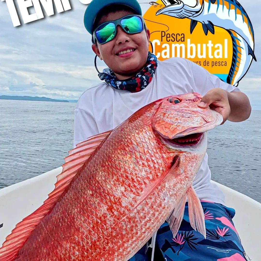 Pargo seda en Cambutal